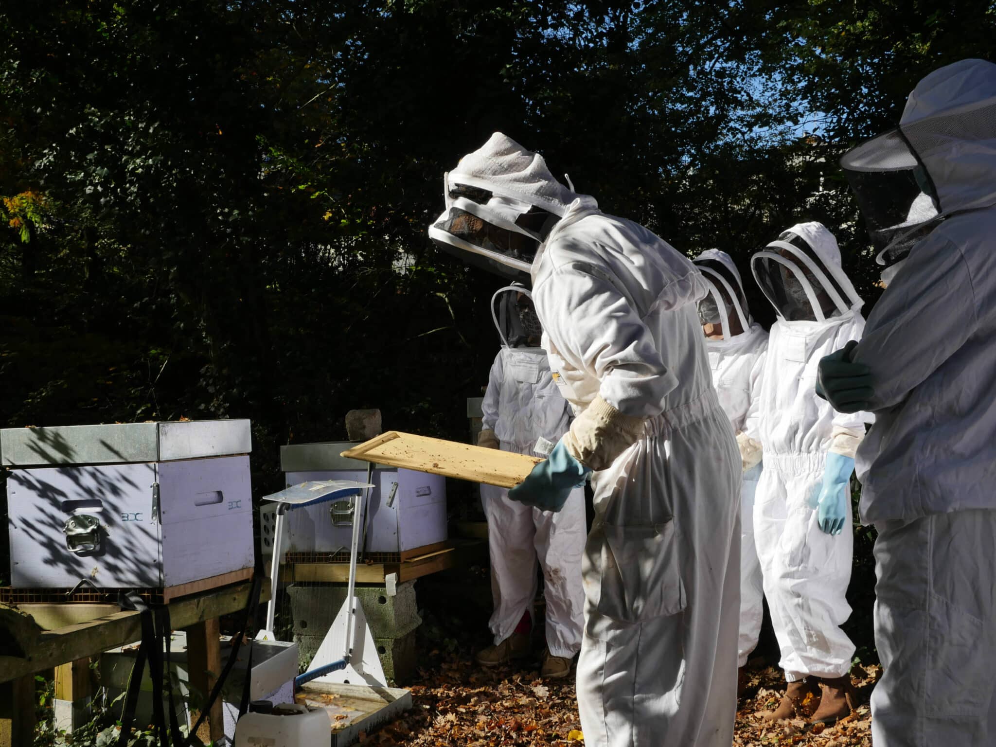 happyculture apiculture Blanche de Castille Nantes abeilles